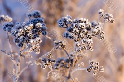hoarfrost on dry grass
