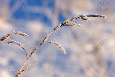 Winter grass