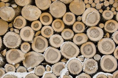 Pile of frozen logs