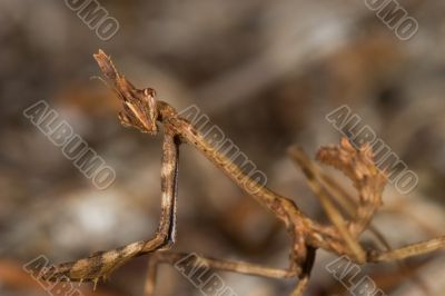 Mantis -Empusa pennata