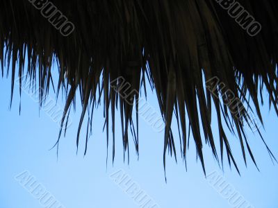 palm tree leaves and blue sky