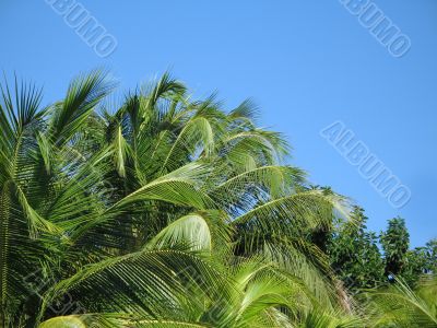 palm tree leaves and blue sky