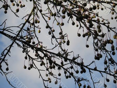fruit in a tree and sky