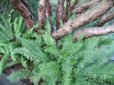 green fern