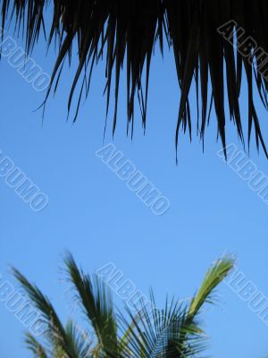 palm tree leaves and blue sky