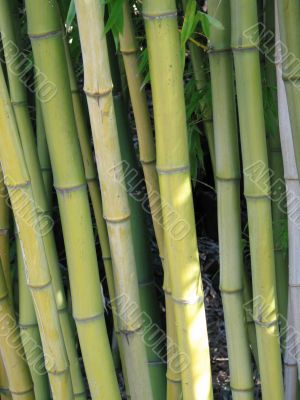 bamboo