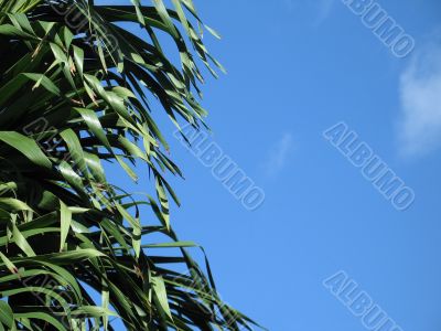 palm tree leaves and blue sky