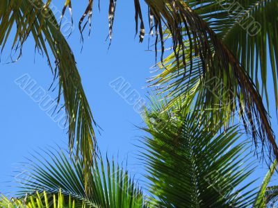 palm tree leaves and blue sky