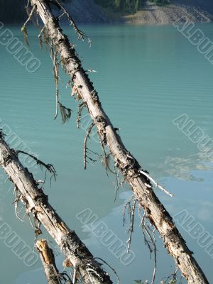 old trees in front of a green lake