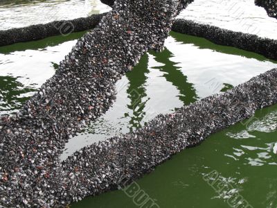 small shells stuck on a bridge structure