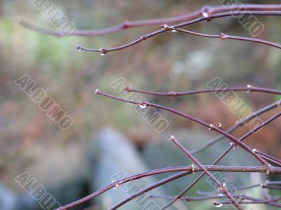 rain drops on branches