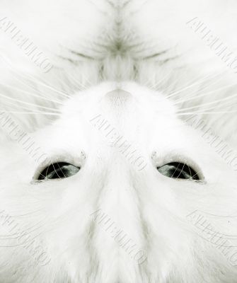 White cat