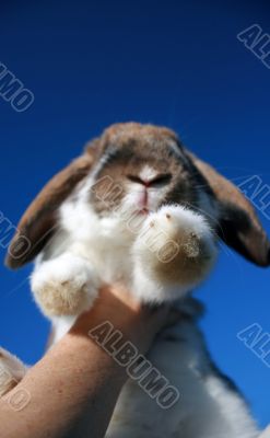 Funny rabbit