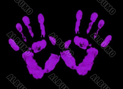 Violet palms Violet palms