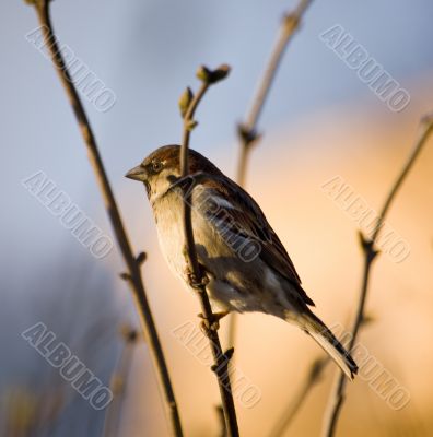 Spring sparrow