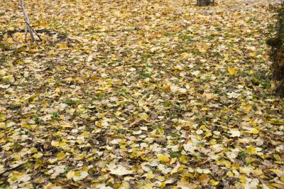 Autumn leaves background