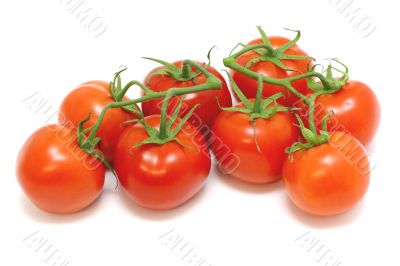 Tomatoes On The Vine