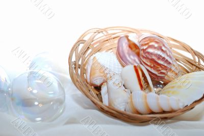 Shells in bascket. Shells in bascket.