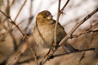 Sparrow on a branch