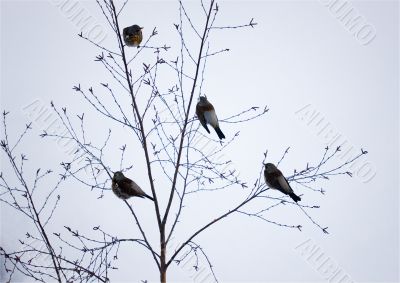 Birds on branches