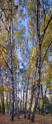 vertical panorama, a birch with golden leafs