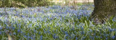 spring panoramic view, thousands of bluebells