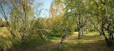 autumnal sunny day, view of a Karelian birch