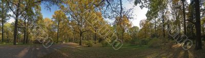 autumnal panorama, Indian summer with oaks, birches and dark pin