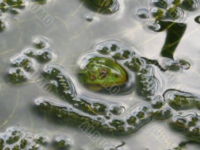 Jacuzzi for a frog