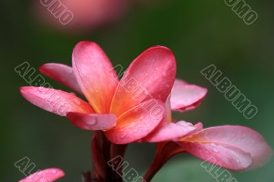 Frangipani (Plumeria)