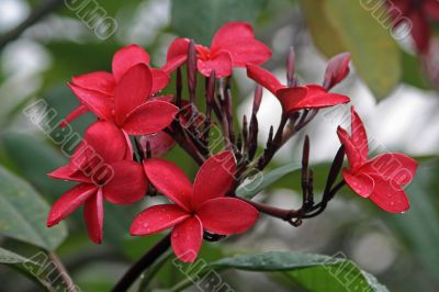 Frangipani (Plumeria)