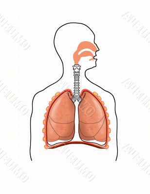 scheme of the respiratory tract