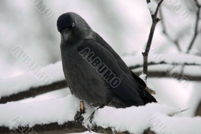 jackdaw