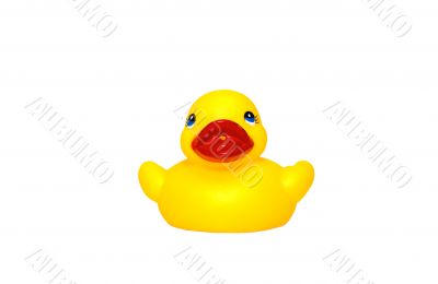 Rubber duck