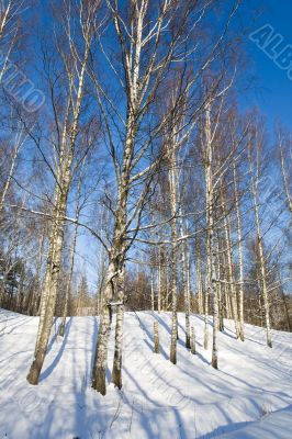 winter birchwood