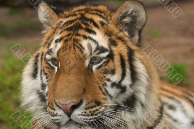 Tiger - Panthera Tigris Altaica