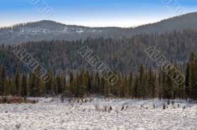 Mountains covered a fur-trees.