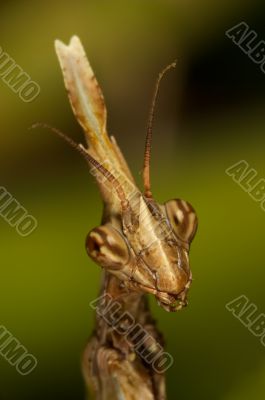 Mantis - Empusa pennata
