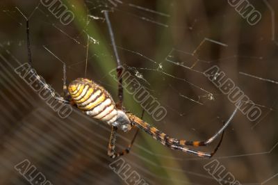 Spider -Argiope bruennichi