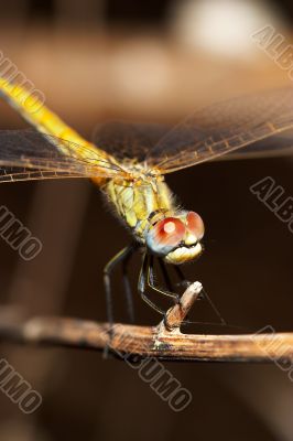 Dragonfly - sympetrum sp
