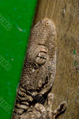 Lizard - Tarentola mauritanica