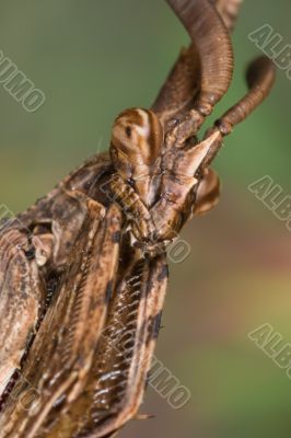  Mantis - Empusa pennata
