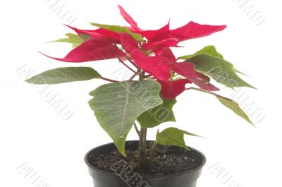 poinsettia flower close up