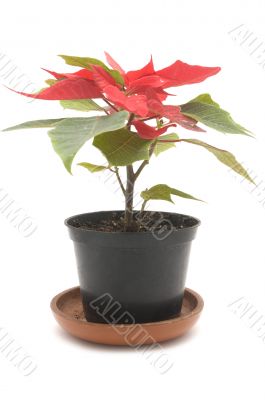 poinsettia flower on white