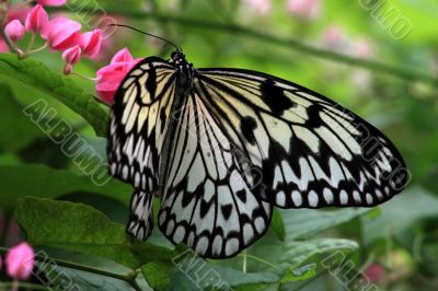 Rice Paper butterfly (Idea leuconoe)