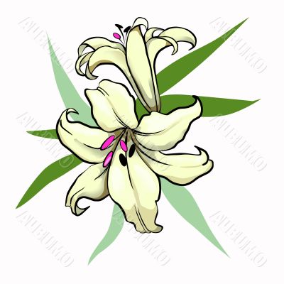 yellow lily