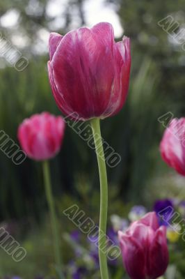 Tulip Tulip