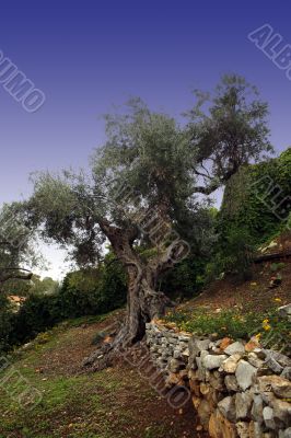olive tree olive tree