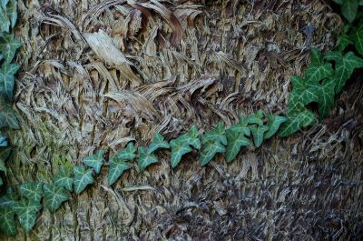 Palm Tree Bark With Ivy`s Leaves