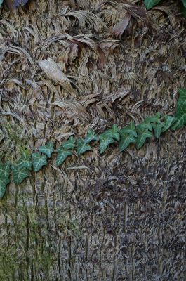 Palm Tree Bark With Ivy`s Leaves